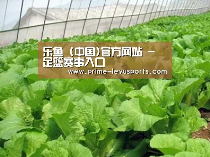 种植基地一