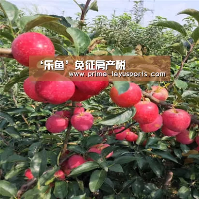 ‘乐鱼’免征房产税(图1) 乐鱼体育