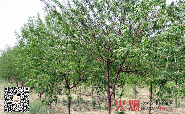 黄其森:下半年部分楼市或动荡 房企需抓住时机出货“乐鱼”(图1) 乐鱼体育